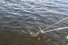 Pictures 042